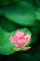 A beautiful pink lotus in bloom in a pond