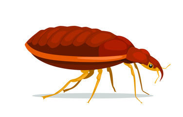 Bug. Vector illustration. Isolated on a white background.