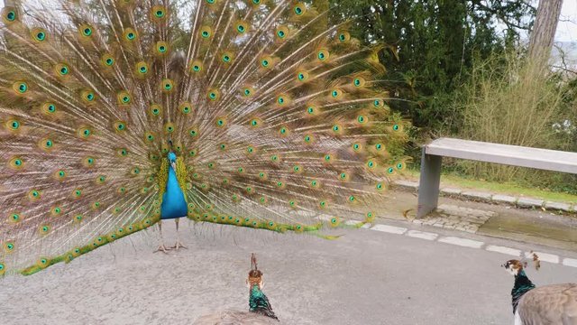 Male Peacock spreading his feathers front view waving and vibrating around with two females in front of him.