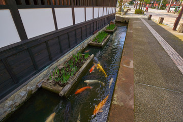 日本の島根県の津和野(山陰の小京都)殿町通りの鯉