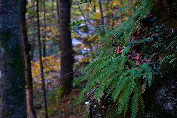 Image of a fern in the autumn forest.