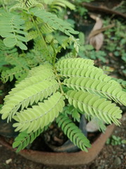 Tumbuhan dan bunga