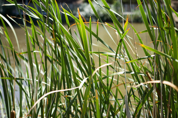 grass with water drops