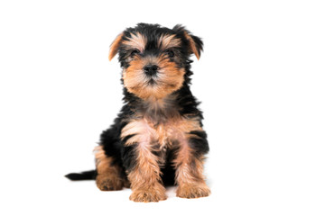 Perro Yorkshire terrier