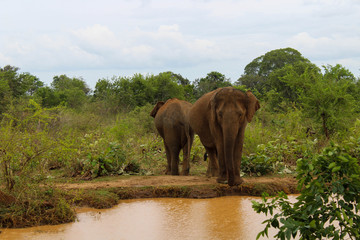 Naklejka na ściany i meble Elephant in the natural jungle