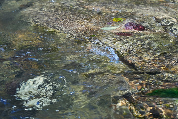 Clear water of a mountain stream.