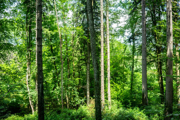 Fototapeta premium Peaceful Forest Landscape with Morning Rays, Golden Hour Light in a Vibrant Forest
