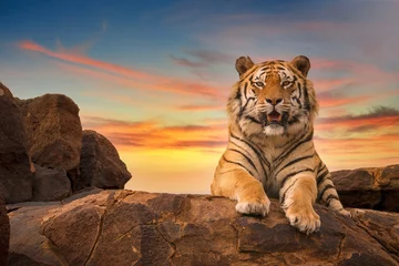 Zelfklevend Fotobehang Een eenzame volwassen Bengaalse tijger (Panthera tigris) kijkt naar de camera vanaf de top van een rotsachtige heuvel, met een prachtige zonsonderganghemel op de achtergrond. © Cheryl Ramalho