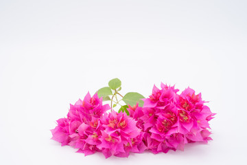 Pink Bougainvillea flower isolated on white background.