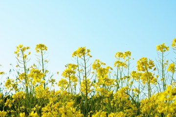 菜の花　春だより　渡良瀬　風景　栃木県　