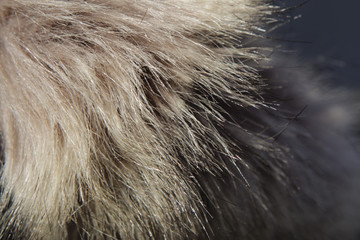 Fluffy animal fur from the hood.