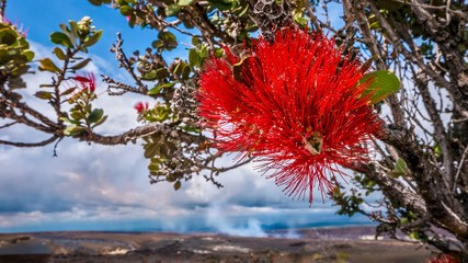 Focus on the brilliant red blossom of a Hawaiian ohia lehua tree (Metrosideros polymorpha), with a Kilauea lava field in the background at Hawaii Volcanoes National Park on the Big Island.
