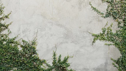 Papier Peint photo Lavable Mur Ivy growing on a concrete wall background