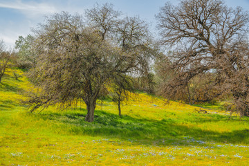 Obraz premium Wild flowers and an old oak trees during California Spring super-bloom