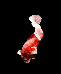 Obraz premium Thailand betta fish isolated on black background.