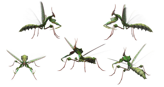 Devil mantis showing wings white background different views combined 3d rendering