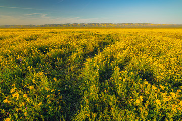 Field of wild flowers. Spring super-bloom, California