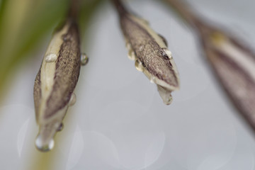 Beautiful drop of  morning dew on petal of spring crocus