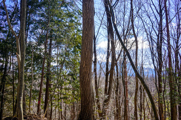 Peaceful Forest Landscape with Morning Rays, Golden Hour Light in a Vibrant Forest
