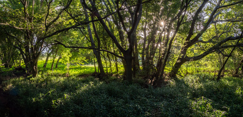 Panoramic Woodland Morning