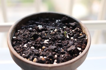 shoots sprout in a brown pot
