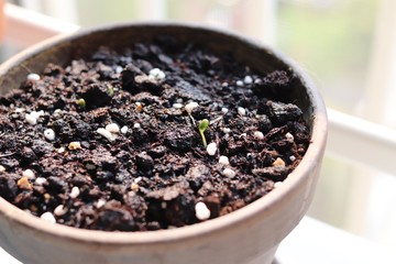 shoots sprout in a brown pot