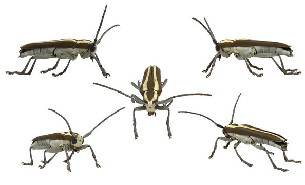 Fruit beetle bug saperda candida white background different angle poses 3d rendering