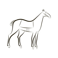 Hand drawing contour silhouette of graceful horse