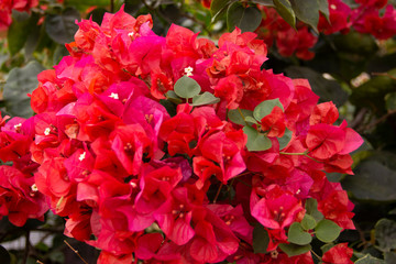 red flowers in the garden