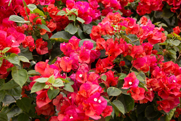 red flowers in the garden
