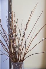 Fresh fluffy willow twigs in glass vase on wooden table at light gray wall. Nice home decor in springtime. Spring season elegant artistic image. Orthodox palm Sunday concept. bouquet of willow . Front