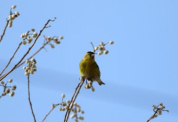 Beautiful branches in spring
