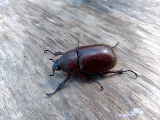 The exotic asiatic rhinoceros beetle in the nature background. the exotic animal from indonesia.