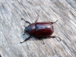 The exotic asiatic rhinoceros beetle in the nature background. the exotic animal from indonesia.
