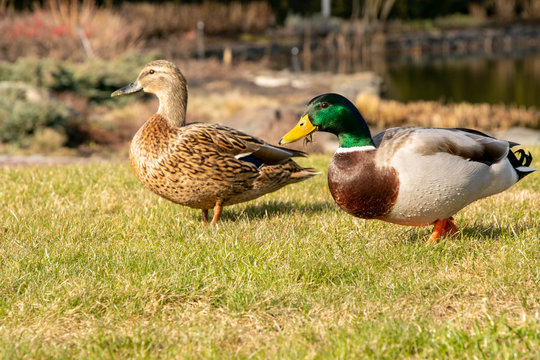 Two ducks walk on the grass i