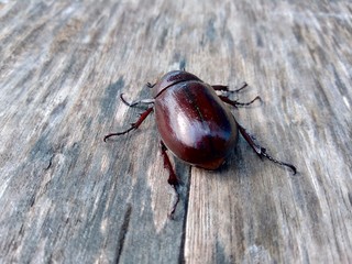 The exotic asiatic rhinoceros beetle in the nature background. the exotic animal from indonesia.