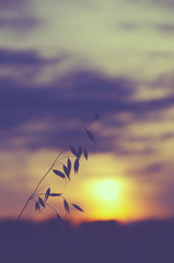 Silhouette of oat stem on a background of setting sun