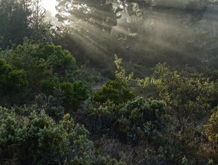 Forest sunbeam
