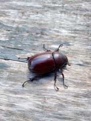 The exotic asiatic rhinoceros beetle in the nature background. the exotic animal from indonesia.