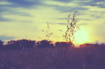 Silhouette of oat stem on a background of setting sun