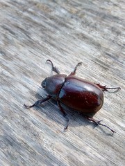 The exotic asiatic rhinoceros beetle in the nature background. the exotic animal from indonesia.