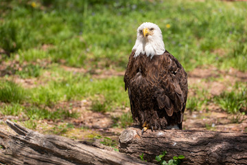 Bald Eagle in Missouri