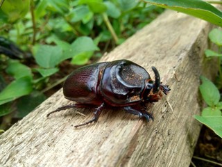 The exotic asiatic rhinoceros beetle in the nature background. the exotic animal from indonesia.