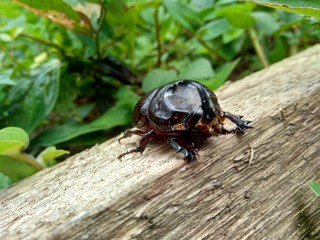 The exotic asiatic rhinoceros beetle in the nature background. the exotic animal from indonesia.