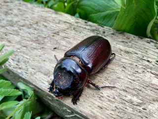 The exotic asiatic rhinoceros beetle in the nature background. the exotic animal from indonesia.