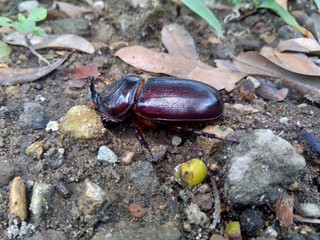 The exotic asiatic rhinoceros beetle in the nature background. the exotic animal from indonesia.