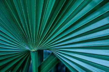 Fototapeta premium tropical palm leaf and shadow, abstract natural green background, dark tone textures