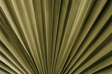 tropical palm leaf and shadow, abstract natural green background, dark tone textures