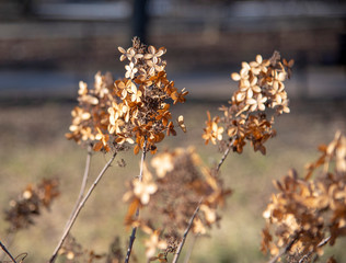 Dry hydrangea flower on a blurred natural background. Symbol of withering.