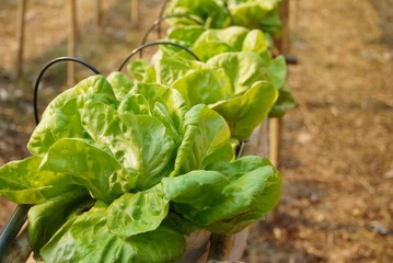Green  Oak Lettuce On Plant , Organic vegetable  farm image use for background or wallpaper  , selective focus.